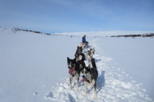 Mehr über den Artikel erfahren Lapplands Drag – Husky Expedition: Abstecher nach Norwegen