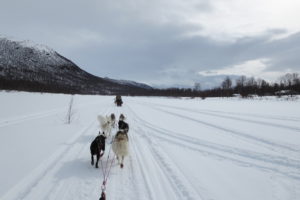 Mehr über den Artikel erfahren Lapplands Drag – Husky Expedition: Rückweg aus dem Gebirge