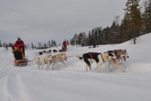Mehr über den Artikel erfahren Lapplands Drag – Geführte Huskytour: Tag 5