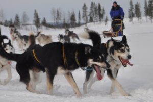 Mehr über den Artikel erfahren Lapplands Drag – Geführte Huskytour: Tag 3