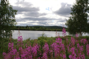 Mehr über den Artikel erfahren Kiruna – Kautokeino: Eisenerz und Birkenwälder