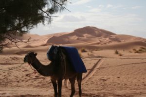Mehr über den Artikel erfahren Marokko: Kameltrekking durchs Erg Chebbi