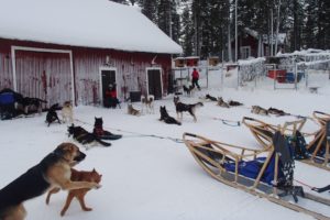 Mehr über den Artikel erfahren Lapplands Drag – Geführte Huskytour: Tag 2