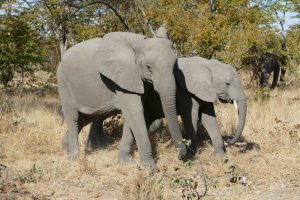 Mehr über den Artikel erfahren Afrika 2017: Über Maun ins Moremi-Gebiet