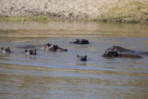 Mehr über den Artikel erfahren Afrika 2017: Im Moremi-Wildreservat