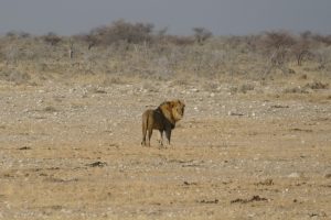 Mehr über den Artikel erfahren Afrika 2017: Vom Etosha-Nationalpark nach Okahandja