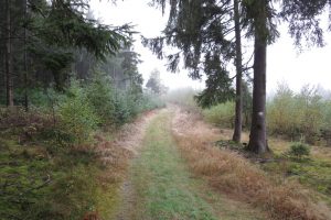 Mehr über den Artikel erfahren Naturpark Lahn-Dill-Bergland – Boxbachpfad