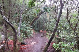 Mehr über den Artikel erfahren La Gomera – Mystische Wanderung durch den Nebelwald